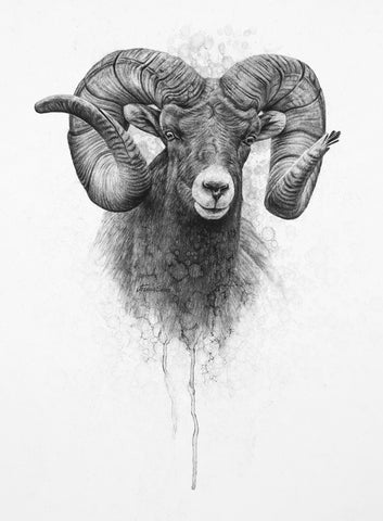 Bighorn Sheep II