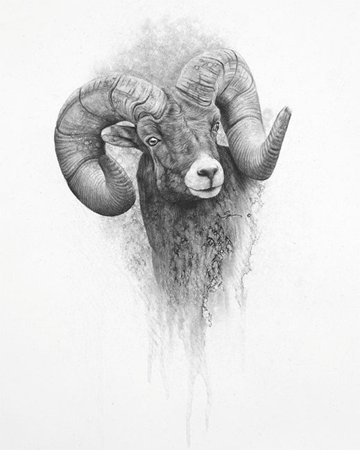 Bighorn Sheep