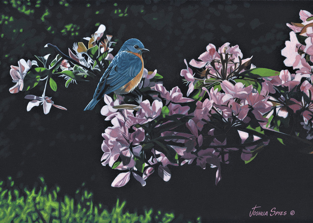 Eastern Bluebird