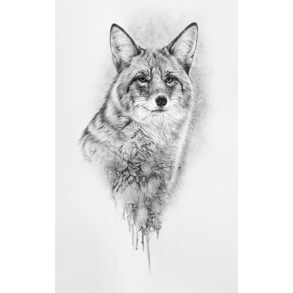 Coyote
