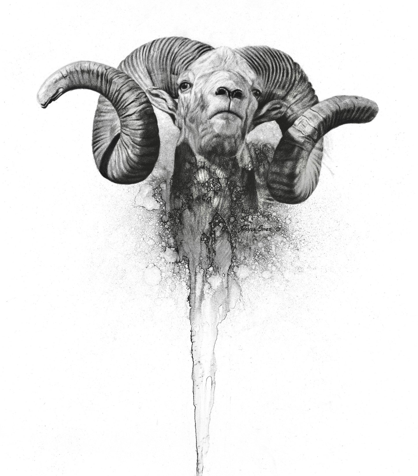 Hangay Argali Charcoal