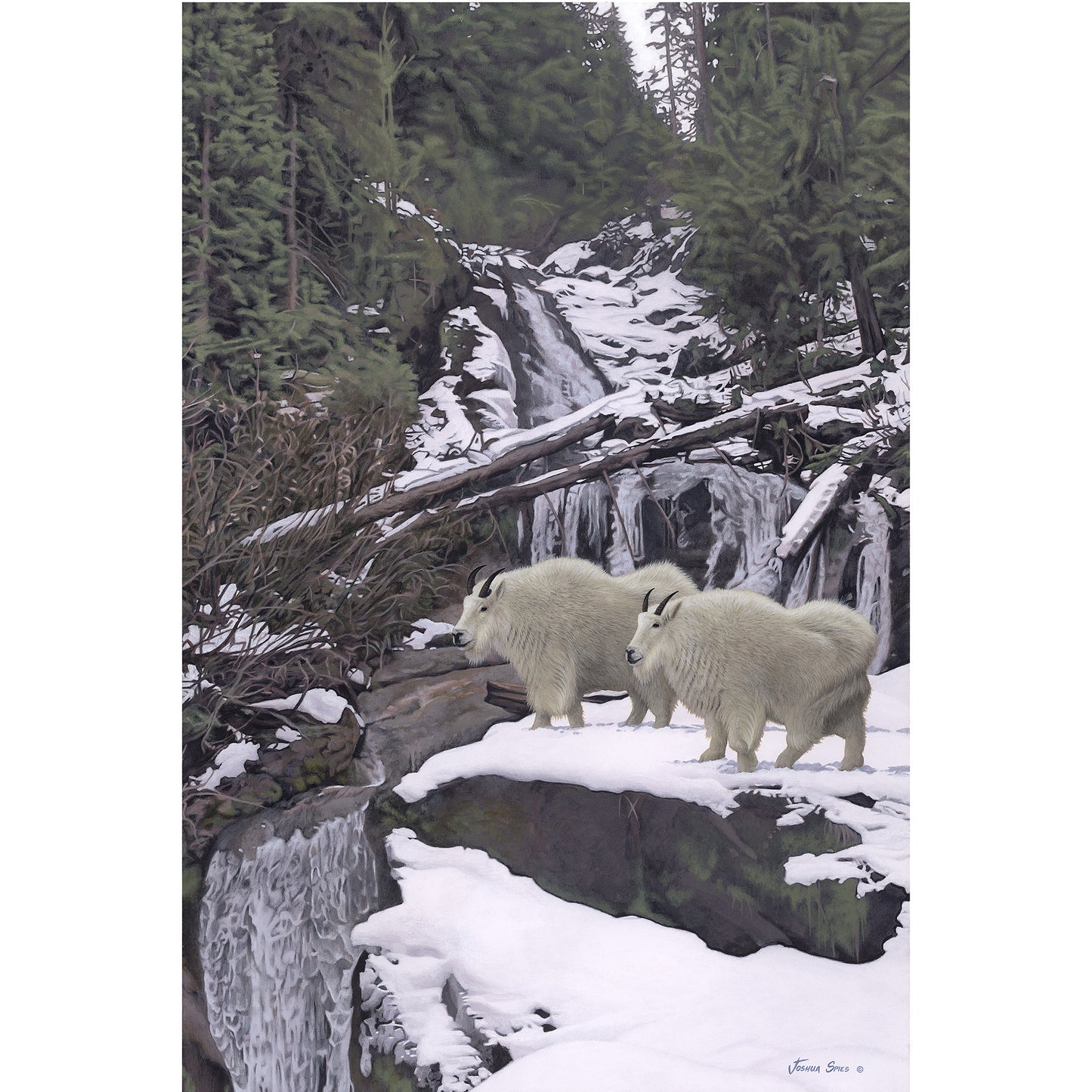 Monashee Mountain Goats