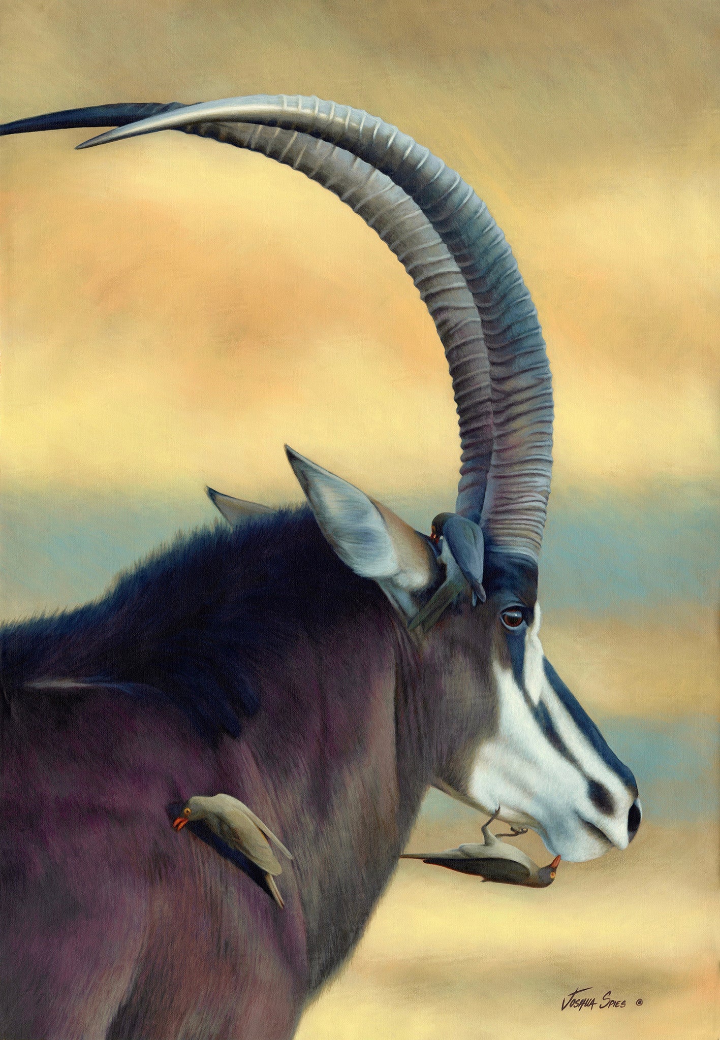 Sable with Oxpecker
