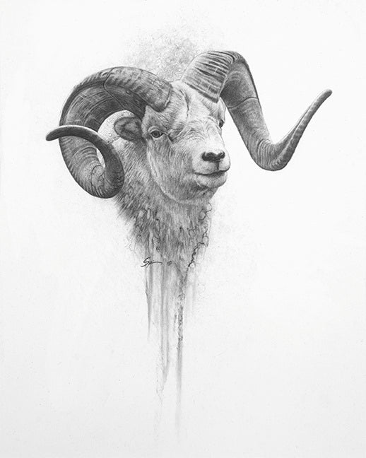 Stone Sheep