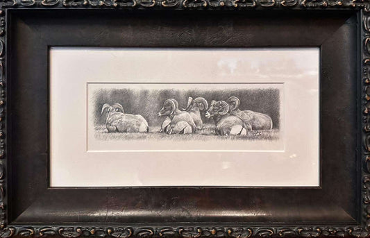 Framed Original Bighorn Sheep