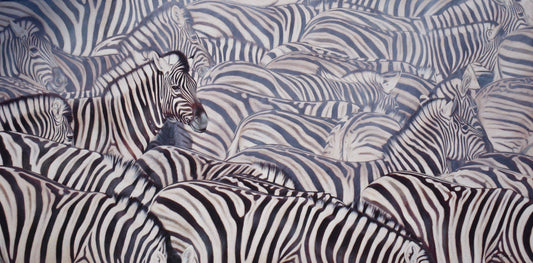 Burchells Zebras