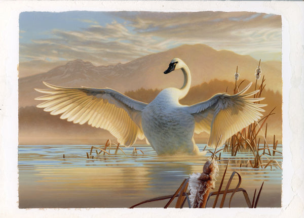 Tundra Swan-Federal Duck Stamp Entry 2022