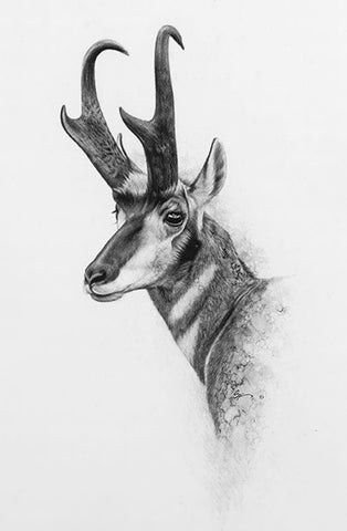 Antelope