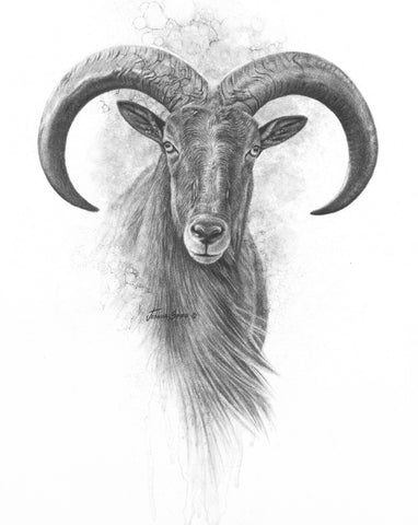 Aoudad