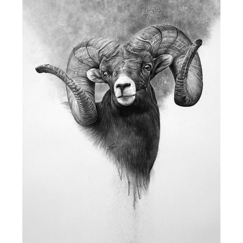 Big Horn Sheep