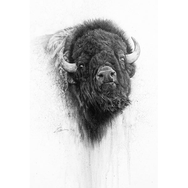 Bison