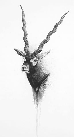Blackbuck