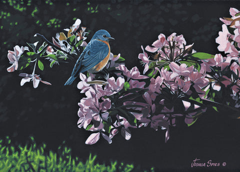 Eastern Bluebird