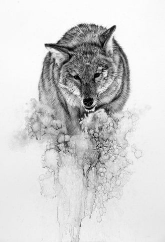Coyote in Snow