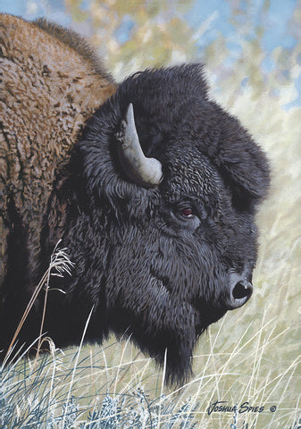 Custer Monarch