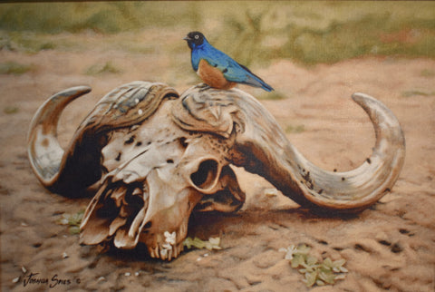 Cape Buffalo Skull with Bird