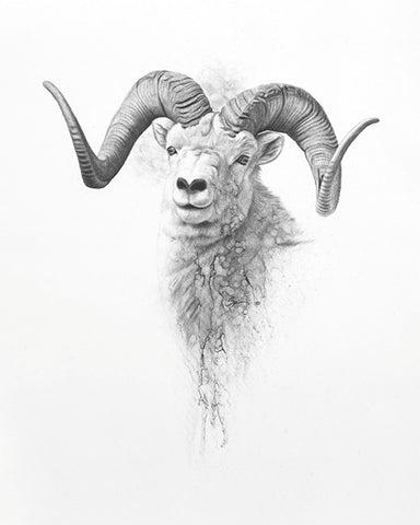 Dall Sheep Charcoal Print