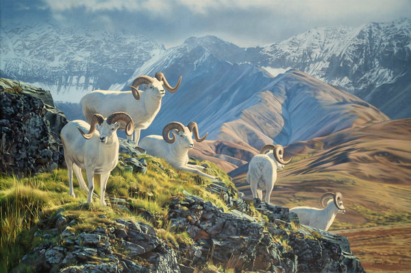 Dall Sheep