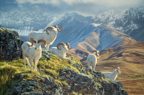 Dall Sheep