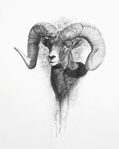 Desert Bighorn Sheep