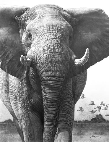 Elephant With Egrets