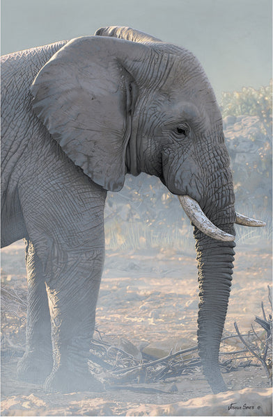 Entabeni Elephant