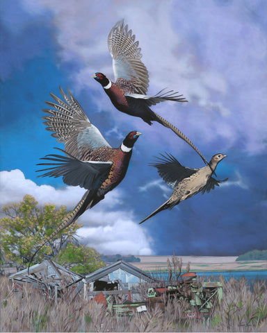 Flushing Pheasants