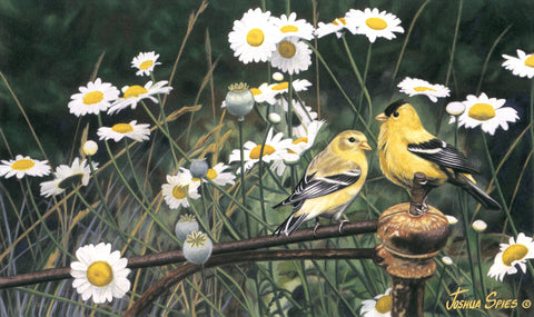 Golden Meadow