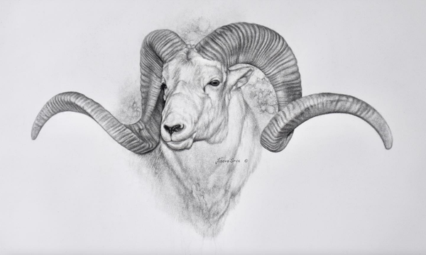 Marco Polo Charcoal