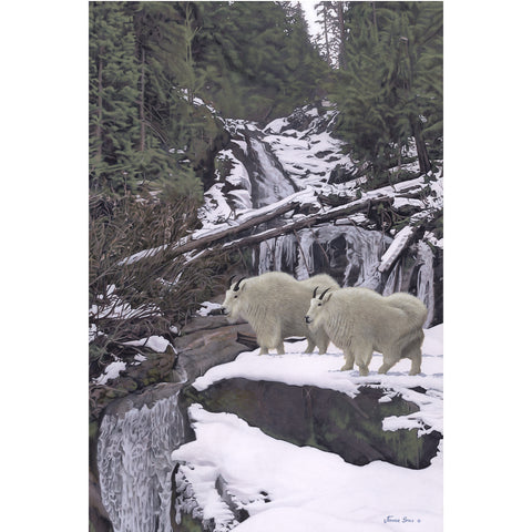 Monashee Mountain Goats