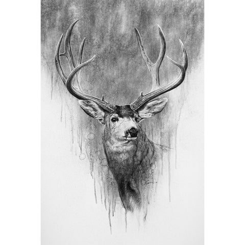 Mule Deer