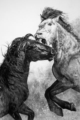 Fighting Stallions