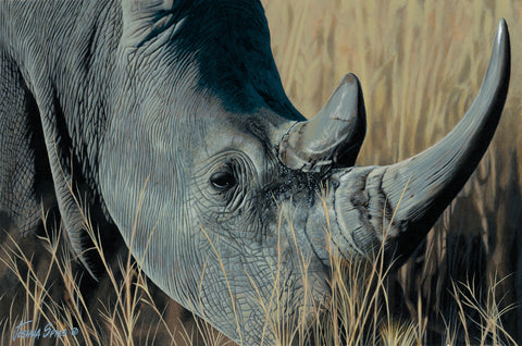 Rhino Portrait