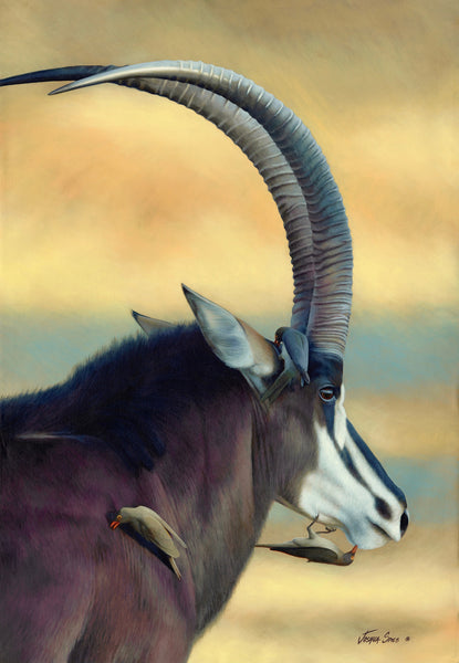 Sable with Oxpecker