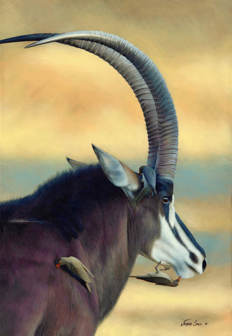 Sable with Oxpecker