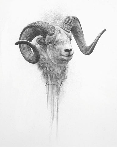 Stone Sheep
