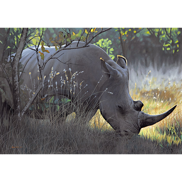 White Rhino